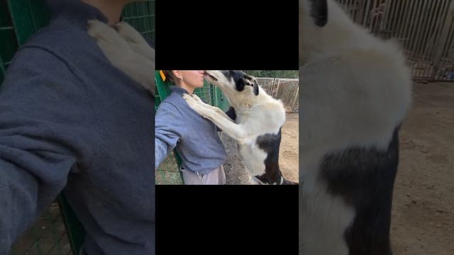 Наш Каспер🤍Большой и добрый здоровяк🤍Ему 2-3 года:)В поиске дома!🏠 #ищудом#приютсолнцево смотреть онлайн