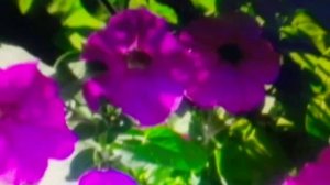 Пацанка - " Гитаристка "