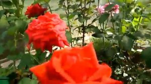 Чайно-гибридная роза Дам де Кёр (лат.rosa )Dame de Coeur, выращенная  в овощной теплице