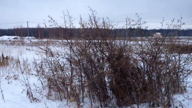 Дратхаар Идея в поисках куропатки 1 января 2017 смотреть онлайн