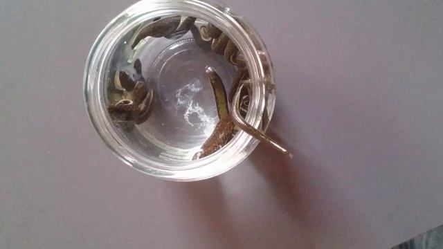 Пиявки просятся на ручки. смотреть онлайн