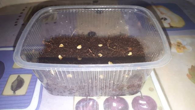 ? Печальная участь рассады лука порея. Попытка спасения