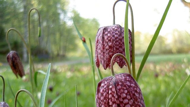 Sagvik: Upplandia Concertino for clarinet and strings смотреть онлайн