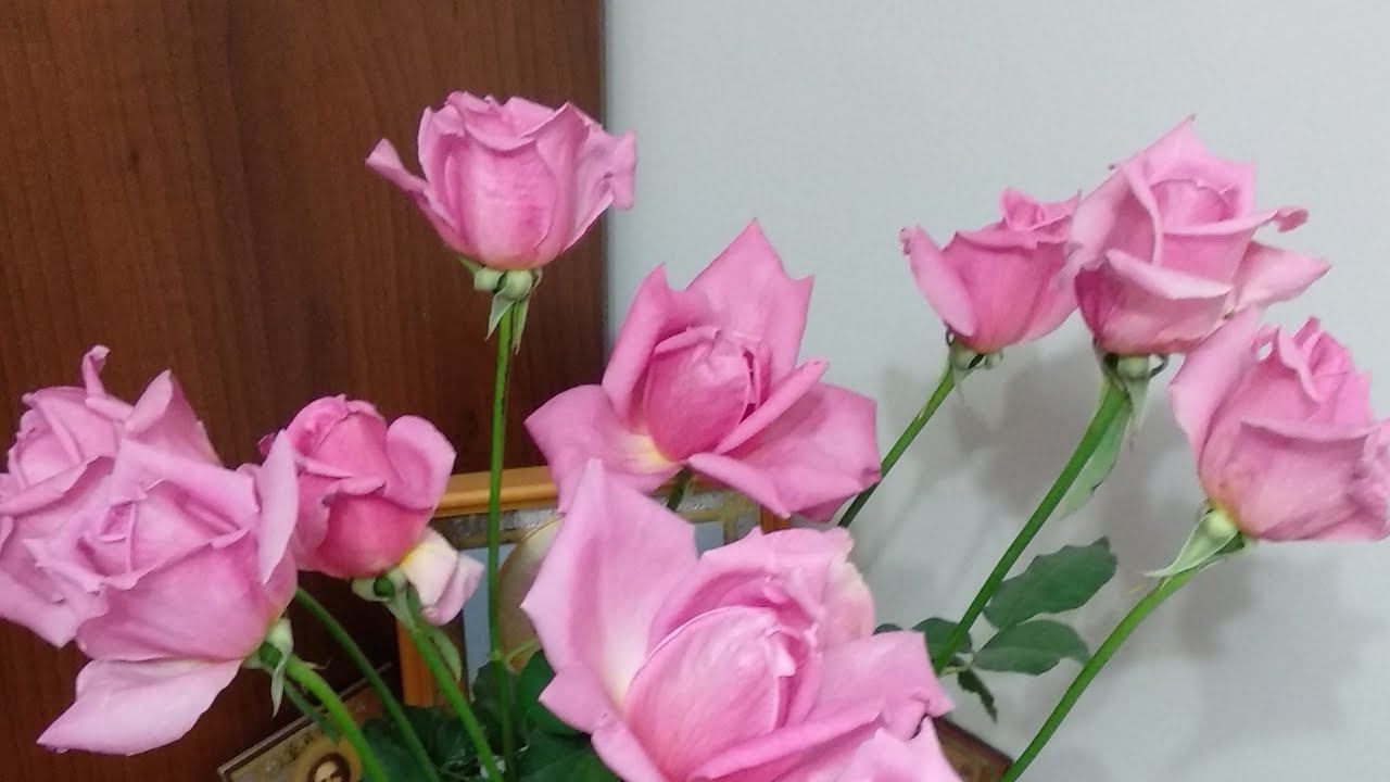 Розы. Старинная чайно-гибридная роза Эйфелева башня( Eiffel Tower ) смотреть онлайн