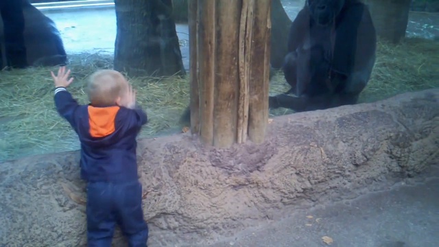 Ребенок играет в прятки с малышом гориллы смотреть онлайн