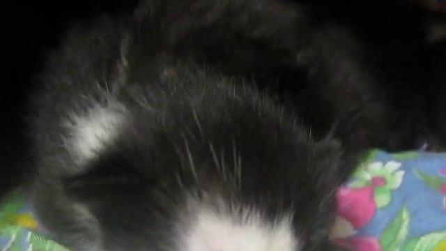 отдам котенка спб санкт петербург питер