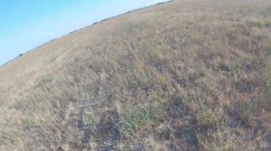 Охота на перепела в Крыму №1