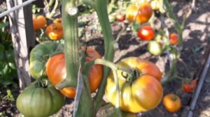 Сорт томата Большой Куш! Полный обзор