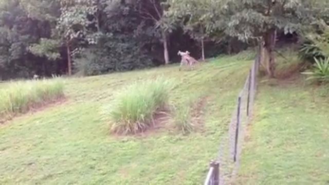 Wallaby fight смотреть онлайн
