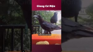 10 điểm ý thức 🐦⬛ #giangcuman