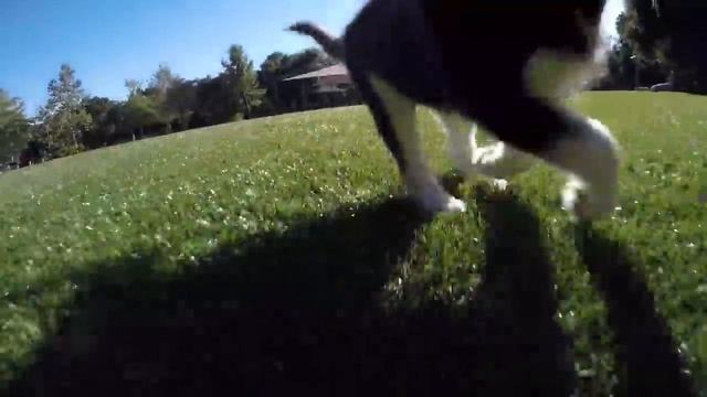 Sultan the Pomsky Hybrid (Pom x Husky F1 Generation)... смотреть онлайн