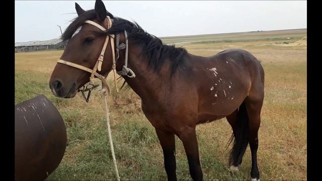 Игорь Слуцкий кони . кавер