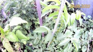 Грецкий орех Идеал в августе 2020г. Выращивание грецких орехов на Южном Урале