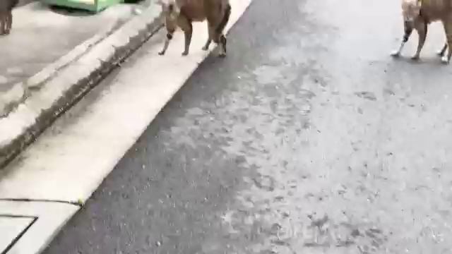 Видео,приколы,юмор,смех смотреть онлайн
