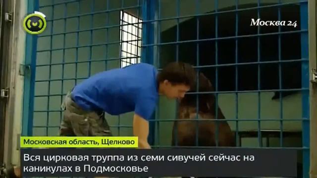 Пополнение в семье морских львов смотреть онлайн