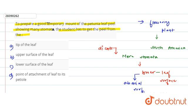 To Prepare A Good Lemporary Mount Of The Petunia Leaf Peel Showing Many Stomate, The Student Ha