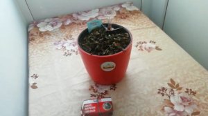 Зимовка венерины мухоловки. Что делать если чернеют ловушки и листья