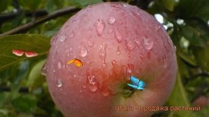 Яблоня средний Орлик (malus) ? средний яблоня Орлик обзор: как сажать, саженцы яблони Орлик