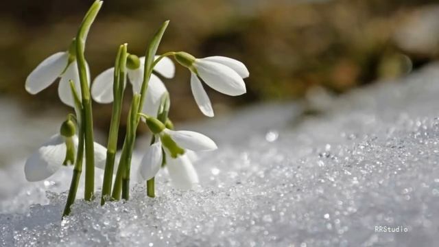 ВРЕМЕНА ГОДА! Музыка природы / КРАСИВЫЙ КЛИП смотреть онлайн