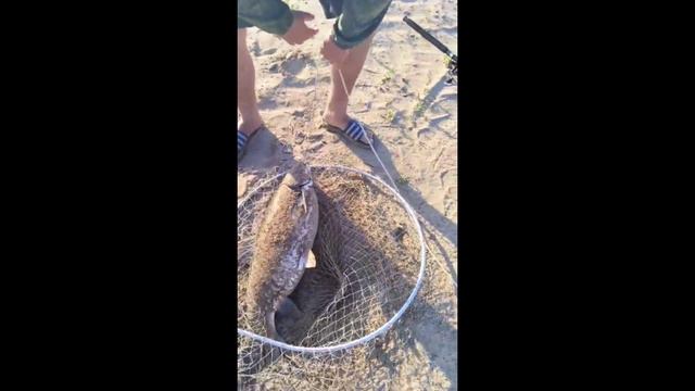 ловля белого Амура на Волге в каменном яру