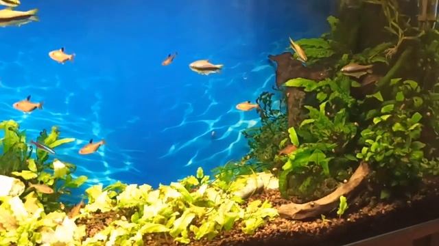 Мой 100 л аквариум в ноябре/Королевские тетры, миноры и барбусы/My 100 l tank in November смотреть онлайн