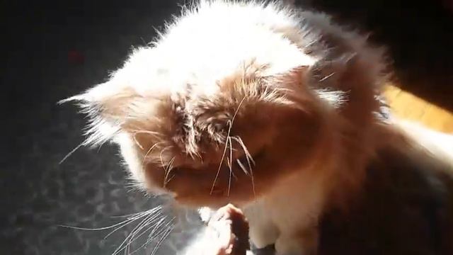 Как Коди кушает и что!