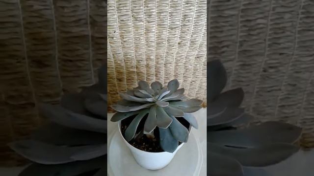 (In Focus) Echeveria Difractens--For Sale in the Phoenix, Arizona Area смотреть онлайн