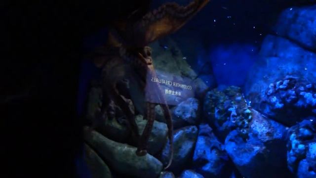 Сингапур | Гигантский осьминог (S.E.A. Aquarium) смотреть онлайн