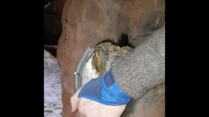 РАСЧИСТКА/КОПЫТ/ЛОШАДИ+КОВКА