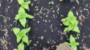 Убили подсолнечник гербицидом?