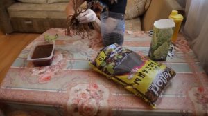 Как сохранить саженец гортензии метельчатой до высадки в грунт