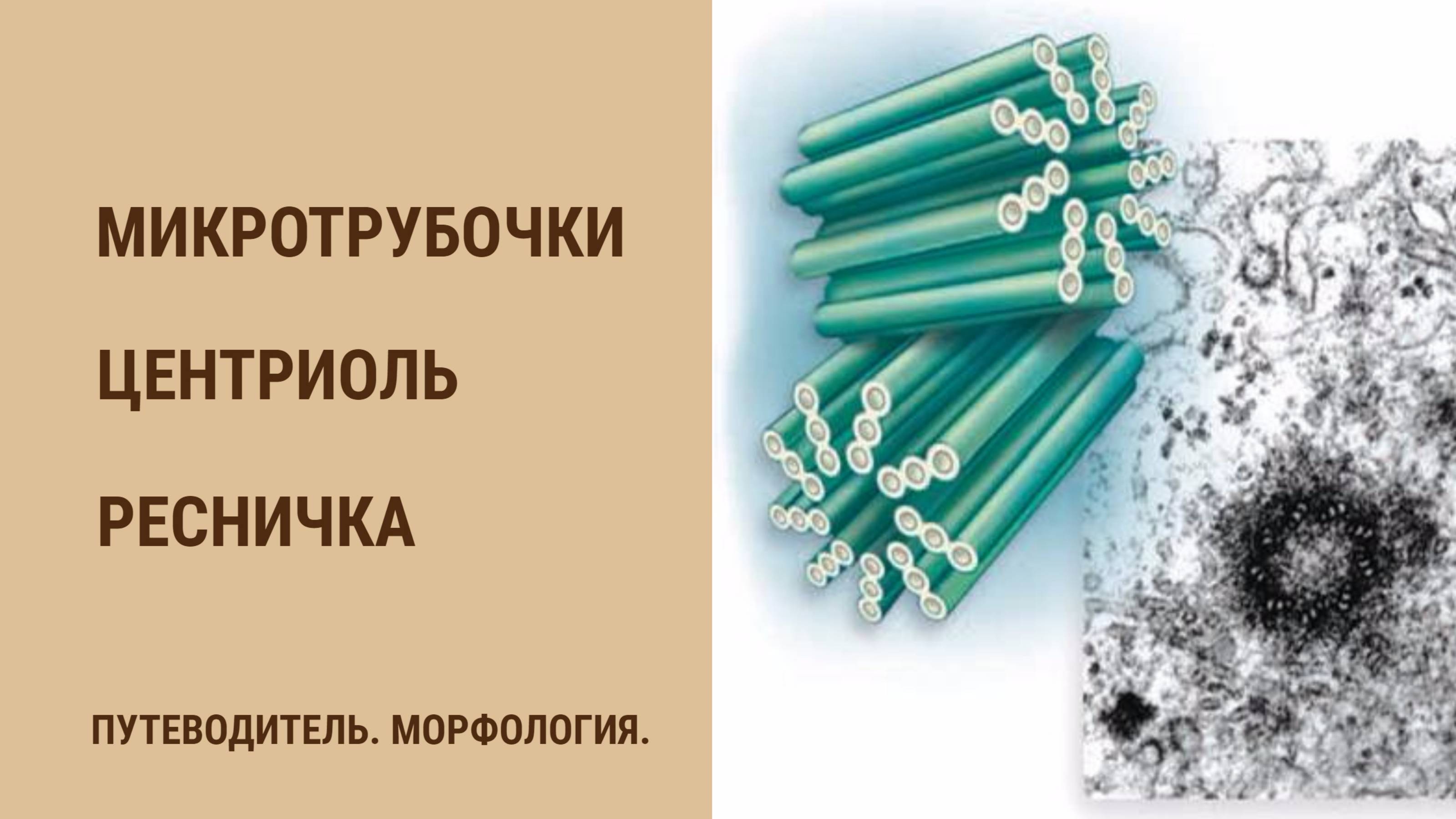 Микротрубочки. Центриоль. Реснички. смотреть онлайн