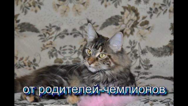 manilsibur смотреть онлайн