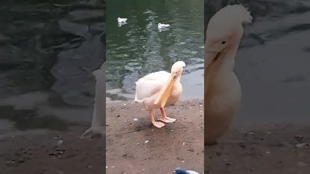 #приколы2022 Приколы с птицами и пеликанами.Пеликаны и мемы про них #shorts смотреть онлайн