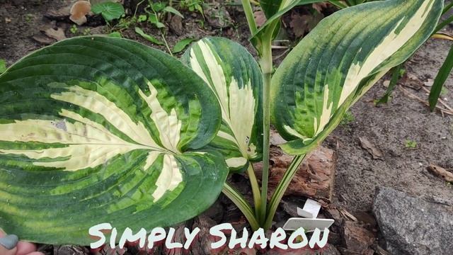 Хосты Simply Sharon и The Queen...посадка прошлого года.... смотреть онлайн