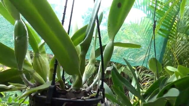 КАТЛЕИ И ЛАЕЛИИ БОЛЬШИЕ И МАЛЕНЬКИЕ..CATTS BIG & SMALL.. Р1 смотреть онлайн