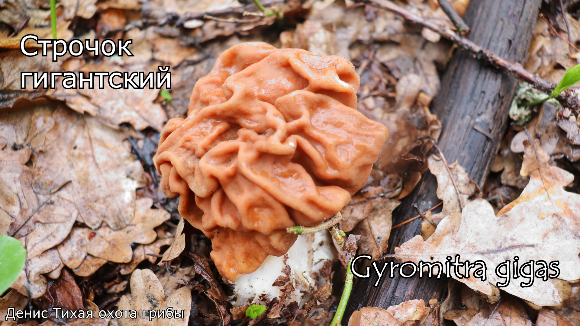 Строчок гигантский и его двойники | Gyromitra gigas смотреть онлайн