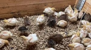 Перепела отбраковка!!! Перепелам 9 дней! Не правильная инкубация!!!