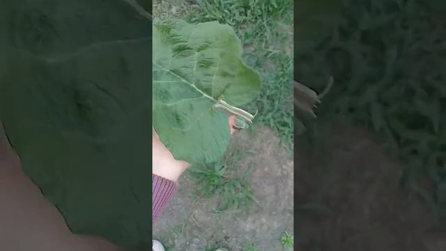 Лайфхак от Lera Mash как сорвать крапиву не обжигаясь/ Лера маш