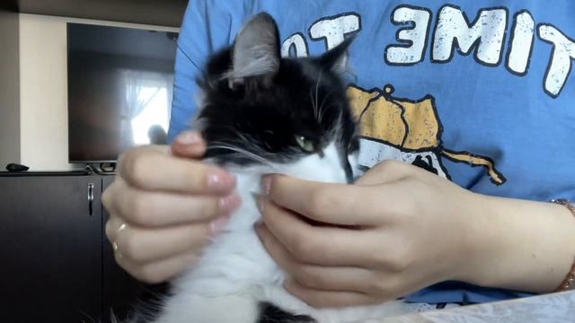 Мой котенок обожает сметану ????