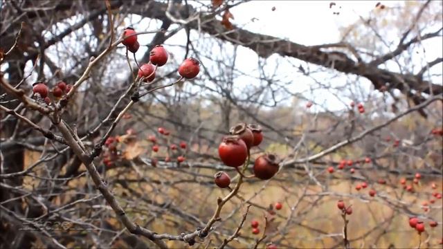 Удивительная Природа Приморья. Том 5 / Amazing Nature of Primorye vol.5 смотреть онлайн