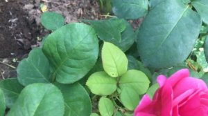 Роза Антон Чехов