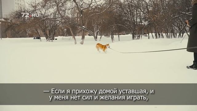 Про содержание сиба-ину смотреть онлайн