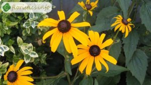 ? Рудбекия – посадка и уход: выращивание рудбекии из семян; виды и сорта рудбекии