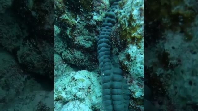 ИНДИЙСКИЙ ОКЕАН