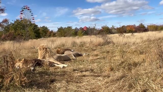 В Тайган вырос ОГРОМНЫЙ ЛЕВ! Что же будет с животными Лектора - фёдорова? смотреть онлайн
