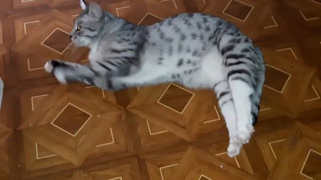 Кувырок  кота СЕМЫ? Cat somersault.?