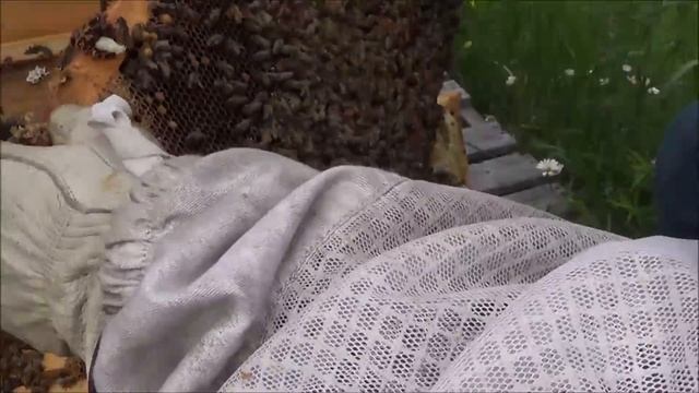 First Split. I split a massive hive. Not routine. Vale failure, lost hive tool and a shy queen смотреть онлайн