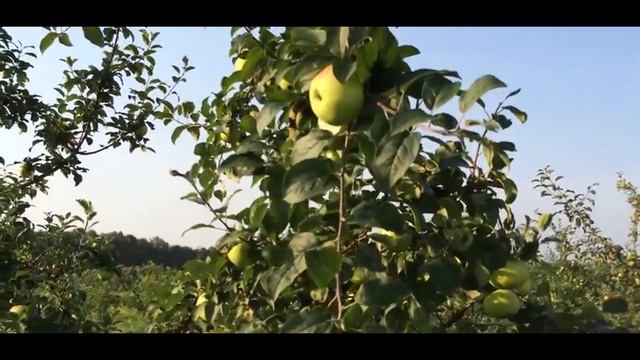 Яблоня сорт Ананас смотреть онлайн