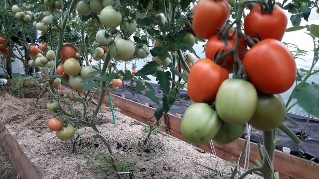 Подведения итогов выращивания томатов в теплице в Сибири 2018. Всё об уходе за томатами. смотреть онлайн